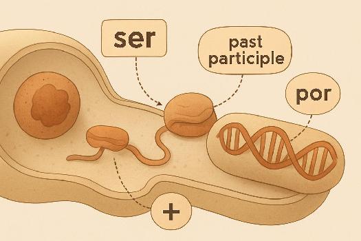 La Voix Passive en Espagnol : Formation avec 'ser' + Participe Passé