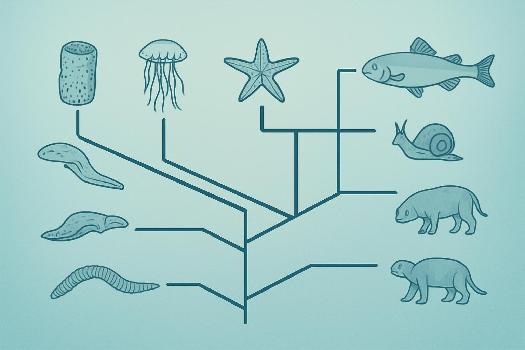 Classification Phylogénétique du Monde Animal : Comprendre l'Arbre de la Vie
