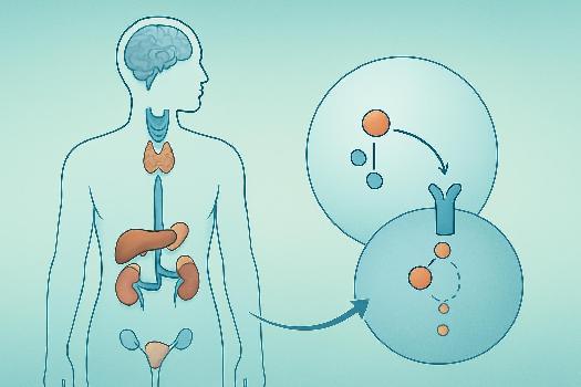 Hormones et Glandes Endocrines: Fonctionnement et Importance