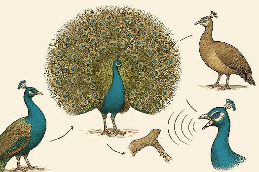La Parade Nuptiale du Paon : Un Exemple de Communication Visuelle Complexe
