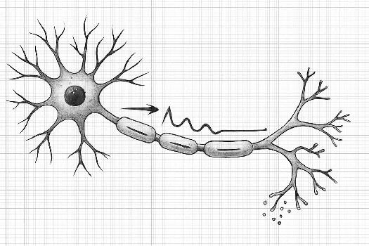 Le Neurone et l'Influx Nerveux : Un Voyage au Cœur du Système Nerveux