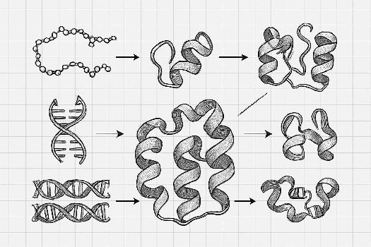 L'Évolution des Protéines : Un Aperçu Moléculaire